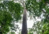 Angelim-vermelho de 88,5 metros aparece em imagem de satélite na Amazônia e cientistas chegam até ele três anos depois Angelim-vermelho de 88,5 metros aparece em imagem de satélite na Amazônia e cientistas chegam até ele três anos depois
