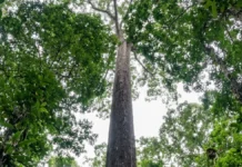 Angelim-vermelho de 88,5 metros aparece em imagem de satélite na Amazônia e cientistas chegam até ele três anos depois Angelim-vermelho de 88,5 metros aparece em imagem de satélite na Amazônia e cientistas chegam até ele três anos depois
