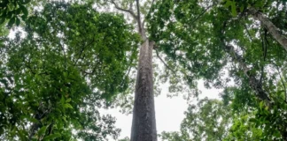 Angelim-vermelho de 88,5 metros aparece em imagem de satélite na Amazônia e cientistas chegam até ele três anos depois Angelim-vermelho de 88,5 metros aparece em imagem de satélite na Amazônia e cientistas chegam até ele três anos depois