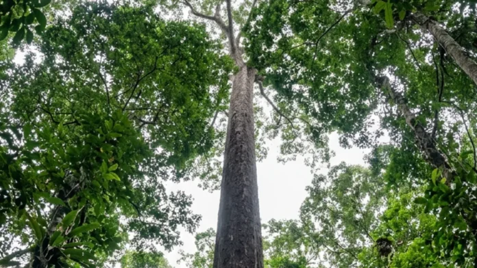 Angelim-vermelho de 88,5 metros aparece em imagem de satélite na Amazônia e cientistas chegam até ele três anos depois Angelim-vermelho de 88,5 metros aparece em imagem de satélite na Amazônia e cientistas chegam até ele três anos depois