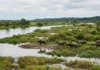 Ilha de Marajó tem 40.100 quilômetros quadrados, supera a Bélgica e é apontada por algumas fontes como maior ilha flúvio-marinha do planeta Ilha de Marajó tem 40.100 quilômetros quadrados, supera a Bélgica e é apontada por algumas fontes como maior ilha flúvio-marinha do planeta