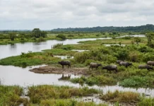 Ilha de Marajó tem 40.100 quilômetros quadrados, supera a Bélgica e é apontada por algumas fontes como maior ilha flúvio-marinha do planeta Ilha de Marajó tem 40.100 quilômetros quadrados, supera a Bélgica e é apontada por algumas fontes como maior ilha flúvio-marinha do planeta