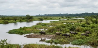 Ilha de Marajó tem 40.100 quilômetros quadrados, supera a Bélgica e é apontada por algumas fontes como maior ilha flúvio-marinha do planeta Ilha de Marajó tem 40.100 quilômetros quadrados, supera a Bélgica e é apontada por algumas fontes como maior ilha flúvio-marinha do planeta