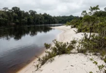 Maior rio de água preta do mundo, Rio Negro drena areia branca, recebe ácidos húmicos e mantém pH entre 3,8 e 4,9 Maior rio de água preta do mundo, Rio Negro drena areia branca, recebe ácidos húmicos e mantém pH entre 3,8 e 4,9