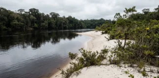Maior rio de água preta do mundo, Rio Negro drena areia branca, recebe ácidos húmicos e mantém pH entre 3,8 e 4,9 Maior rio de água preta do mundo, Rio Negro drena areia branca, recebe ácidos húmicos e mantém pH entre 3,8 e 4,9