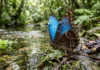 Borboleta-azul da Amazônia parece ter asas coloridas, mas microscopia revela que o azul nasce da estrutura das escamas e desaparece por baixo Borboleta-azul da Amazônia parece ter asas coloridas, mas microscopia revela que o azul nasce da estrutura das escamas e desaparece por baixo