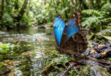 Borboleta-azul da Amazônia parece ter asas coloridas, mas microscopia revela que o azul nasce da estrutura das escamas e desaparece por baixo Borboleta-azul da Amazônia parece ter asas coloridas, mas microscopia revela que o azul nasce da estrutura das escamas e desaparece por baixo