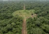 Aldeias do Alto Xingu eram ligadas por estradas de até 50 metros e Kuhikugu pode ter reunido 50 mil pessoas Aldeias do Alto Xingu eram ligadas por estradas de até 50 metros e Kuhikugu pode ter reunido 50 mil pessoas