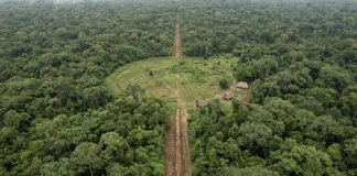 Aldeias do Alto Xingu eram ligadas por estradas de até 50 metros e Kuhikugu pode ter reunido 50 mil pessoas Aldeias do Alto Xingu eram ligadas por estradas de até 50 metros e Kuhikugu pode ter reunido 50 mil pessoas