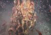 Fêmeas de krill antártico descem a fontes hidrotermais e podem usar o calor para proteger seus ovos Fêmeas de krill antártico descem a fontes hidrotermais e podem usar o calor para proteger seus ovos