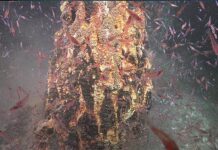 Fêmeas de krill antártico descem a fontes hidrotermais e podem usar o calor para proteger seus ovos Fêmeas de krill antártico descem a fontes hidrotermais e podem usar o calor para proteger seus ovos