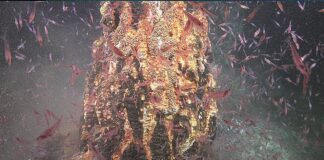 Fêmeas de krill antártico descem a fontes hidrotermais e podem usar o calor para proteger seus ovos Fêmeas de krill antártico descem a fontes hidrotermais e podem usar o calor para proteger seus ovos