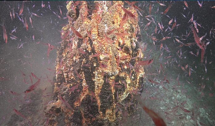 Fêmeas de krill antártico descem a fontes hidrotermais e podem usar o calor para proteger seus ovos Fêmeas de krill antártico descem a fontes hidrotermais e podem usar o calor para proteger seus ovos