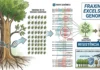 Genoma de 50 freixos europeus revela genes ligados à resistência e amplia a luta contra doença florestal Genoma de 50 freixos europeus revela genes ligados à resistência e amplia a luta contra doença florestal