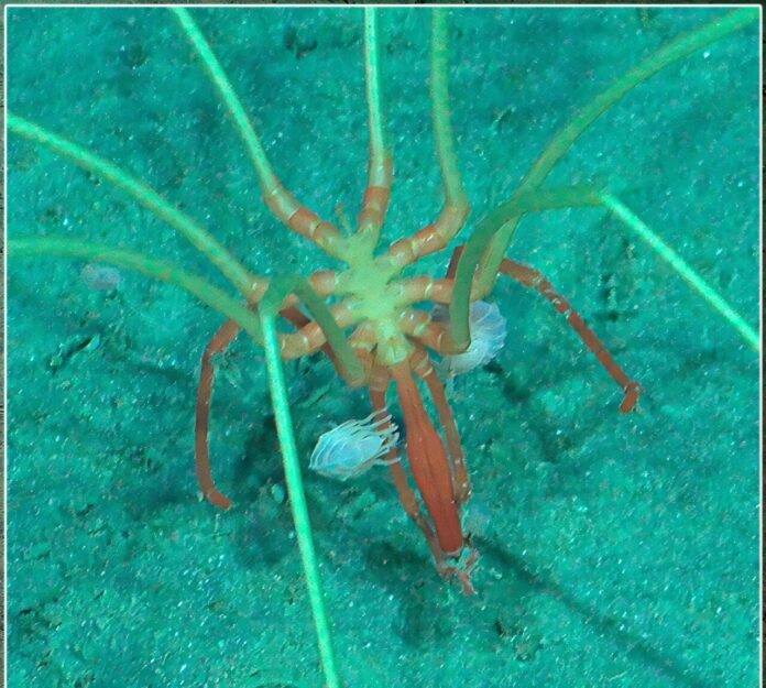 A 3 mil metros, crustáceos pegam carona em aranhas-do-mar gigantes e repetem viagem a 225 km A 3 mil metros, crustáceos pegam carona em aranhas-do-mar gigantes e repetem viagem a 225 km