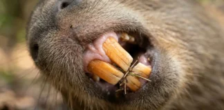Dente de capivara revela que o Atacama teve rios, palmeiras e áreas úmidas há 8,8 milhões de anos Dente de capivara revela que o Atacama teve rios, palmeiras e áreas úmidas há 8,8 milhões de anos