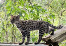 Nova espécie de gato-tigre é identificada na Bolívia após 1,4 milhão de anos de separação Nova espécie de gato-tigre é identificada na Bolívia após 1,4 milhão de anos de separação
