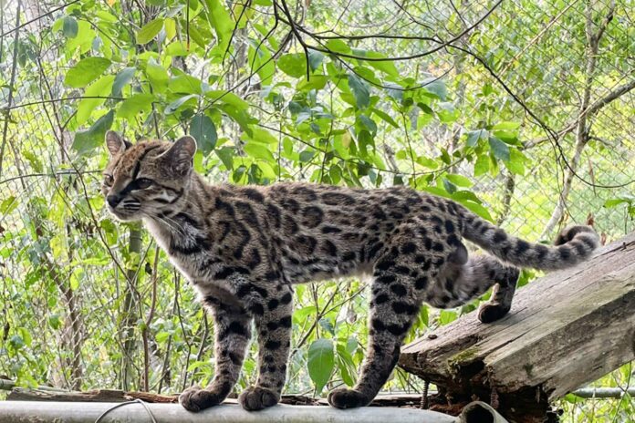 Nova espécie de gato-tigre é identificada na Bolívia após 1,4 milhão de anos de separação Nova espécie de gato-tigre é identificada na Bolívia após 1,4 milhão de anos de separação