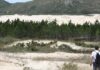 Duas plantas invasoras avançam sobre áreas nativas, e o manejo exige cuidado para não ampliar o dano Duas plantas invasoras avançam sobre áreas nativas, e o manejo exige cuidado para não ampliar o dano