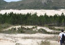 Duas plantas invasoras avançam sobre áreas nativas, e o manejo exige cuidado para não ampliar o dano Duas plantas invasoras avançam sobre áreas nativas, e o manejo exige cuidado para não ampliar o dano