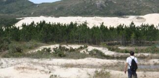 Duas plantas invasoras avançam sobre áreas nativas, e o manejo exige cuidado para não ampliar o dano Duas plantas invasoras avançam sobre áreas nativas, e o manejo exige cuidado para não ampliar o dano