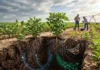 Soja de raízes mais profundas pode resistir a extremos do clima e guardar mais carbono no solo Soja de raízes mais profundas pode resistir a extremos do clima e guardar mais carbono no solo