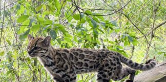 Genoma revela quinto gato-tigre na Bolívia, espécie separada há 1,4 milhão de anos Genoma revela quinto gato-tigre na Bolívia, espécie separada há 1,4 milhão de anos