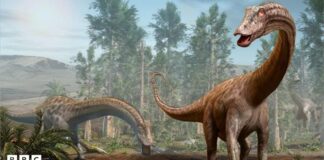 Fóssil de dinossauro de 25 metros encontrado na Espanha sugere que o Diplodocus cruzou continentes Fóssil de dinossauro de 25 metros encontrado na Espanha sugere que o Diplodocus cruzou continentes