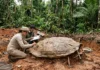 Carapaça de 1,70 metro encontrada no Acre pertenceu à maior tartaruga de água doce, com casco estimado em quase três metros Carapaça de 1,70 metro encontrada no Acre pertenceu à maior tartaruga de água doce, com casco estimado em quase três metros