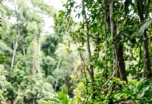 Arqueóloga leva moradores para dentro de escavação em Fonte Boa e participação comunitária muda análise de urnas Arqueóloga leva moradores para dentro de escavação em Fonte Boa e participação comunitária muda análise de urnas