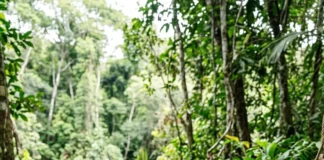Arqueóloga leva moradores para dentro de escavação em Fonte Boa e participação comunitária muda análise de urnas Arqueóloga leva moradores para dentro de escavação em Fonte Boa e participação comunitária muda análise de urnas