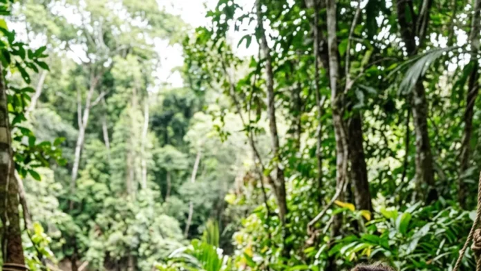 Arqueóloga leva moradores para dentro de escavação em Fonte Boa e participação comunitária muda análise de urnas Arqueóloga leva moradores para dentro de escavação em Fonte Boa e participação comunitária muda análise de urnas