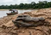 Seca baixa o rio Purus, abre barrancas e leva ribeirinhos a encontrar fósseis de animais gigantes do Mioceno na Amazônia Seca baixa o rio Purus, abre barrancas e leva ribeirinhos a encontrar fósseis de animais gigantes do Mioceno na Amazônia