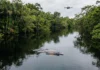 Drones passam a contar botos nas reservas Mamirauá e Amanã e mudam a forma de observar os animais sem aproximar embarcações Drones passam a contar botos nas reservas Mamirauá e Amanã e mudam a forma de observar os animais sem aproximar embarcações