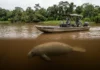 Pesquisadores usam sonar de varredura lateral para registrar peixe-boi na água barrenta onde a visão humana falha Pesquisadores usam sonar de varredura lateral para registrar peixe-boi na água barrenta onde a visão humana falha