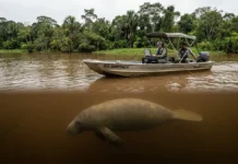 Pesquisadores usam sonar de varredura lateral para registrar peixe-boi na água barrenta onde a visão humana falha Pesquisadores usam sonar de varredura lateral para registrar peixe-boi na água barrenta onde a visão humana falha