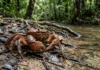 Nova espécie de caranguejo é descrita na Amazônia brasileira e amplia o registro de crustáceos de água doce da região Nova espécie de caranguejo é descrita na Amazônia brasileira e amplia o registro de crustáceos de água doce da região