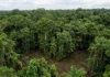 Levantamentos remotos revelam milhares de estruturas de terra sob a floresta e indicam que sociedades amazônicas construíram paisagens em grande escala Levantamentos remotos revelam milhares de estruturas de terra sob a floresta e indicam que sociedades amazônicas construíram paisagens em grande escala