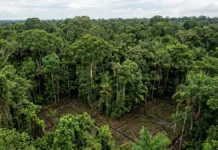 Levantamentos remotos revelam milhares de estruturas de terra sob a floresta e indicam que sociedades amazônicas construíram paisagens em grande escala Levantamentos remotos revelam milhares de estruturas de terra sob a floresta e indicam que sociedades amazônicas construíram paisagens em grande escala