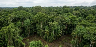 Levantamentos remotos revelam milhares de estruturas de terra sob a floresta e indicam que sociedades amazônicas construíram paisagens em grande escala Levantamentos remotos revelam milhares de estruturas de terra sob a floresta e indicam que sociedades amazônicas construíram paisagens em grande escala