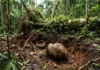 Árvore cai em Fonte Boa, expõe urnas sob as raízes e mostra como obras e rios revelam sítios arqueológicos amazônicos Árvore cai em Fonte Boa, expõe urnas sob as raízes e mostra como obras e rios revelam sítios arqueológicos amazônicos