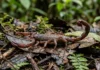 Expedição em Roraima encontra escorpiões ainda não descritos e amplia o mapa conhecido do grupo na Amazônia Expedição em Roraima encontra escorpiões ainda não descritos e amplia o mapa conhecido do grupo na Amazônia