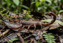 Expedição em Roraima encontra escorpiões ainda não descritos e amplia o mapa conhecido do grupo na Amazônia Expedição em Roraima encontra escorpiões ainda não descritos e amplia o mapa conhecido do grupo na Amazônia