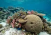 Peixes de recife distinguem ameaça de alarme falso, e câmeras 3D vão mostrar como o grupo se reorganiza Peixes de recife distinguem ameaça de alarme falso, e câmeras 3D vão mostrar como o grupo se reorganiza