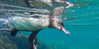 Oceano passa 100 dias em recorde de calor, enquanto El Niño amplia riscos para clima, pesca e saúde Oceano passa 100 dias em recorde de calor, enquanto El Niño amplia riscos para clima, pesca e saúde