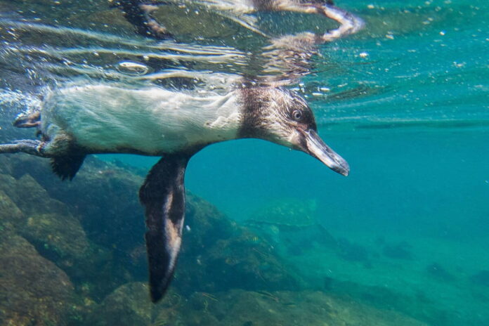 Oceano passa 100 dias em recorde de calor, enquanto El Niño amplia riscos para clima, pesca e saúde Oceano passa 100 dias em recorde de calor, enquanto El Niño amplia riscos para clima, pesca e saúde