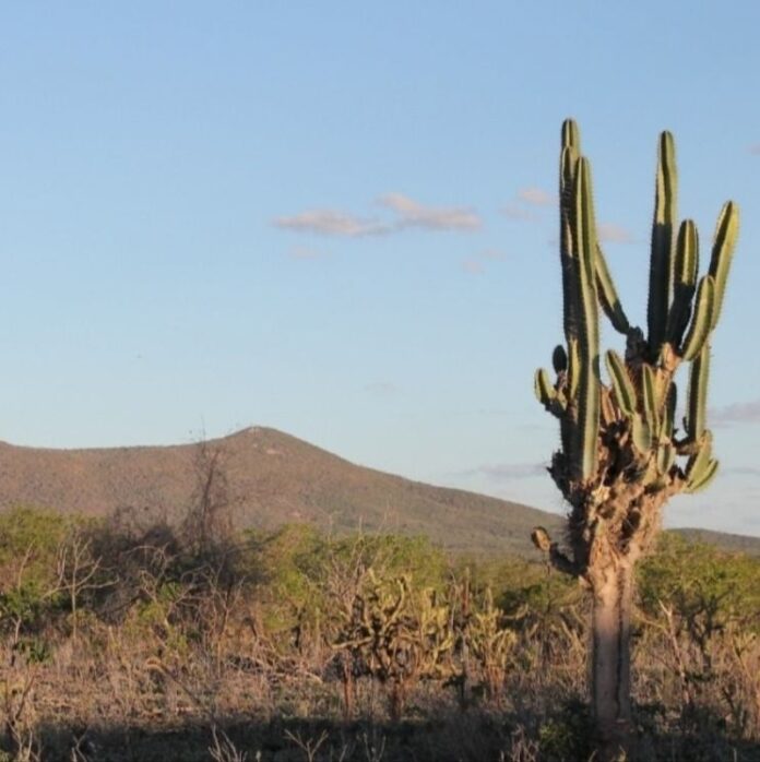 UFC formaliza Jardim Botânico da Caatinga em campo experimental para conservar espécies e formar pesquisadores UFC formaliza Jardim Botânico da Caatinga em campo experimental para conservar espécies e formar pesquisadores