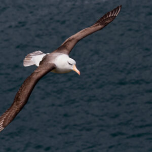 Albatroz enfrenta aquecimento dos oceanos e estudo mostra por que a evolução não basta para evitar extinção Albatroz enfrenta aquecimento dos oceanos e estudo mostra por que a evolução não basta para evitar extinção