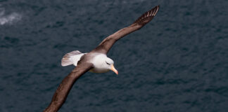 Albatroz enfrenta aquecimento dos oceanos e estudo mostra por que a evolução não basta para evitar extinção Albatroz enfrenta aquecimento dos oceanos e estudo mostra por que a evolução não basta para evitar extinção