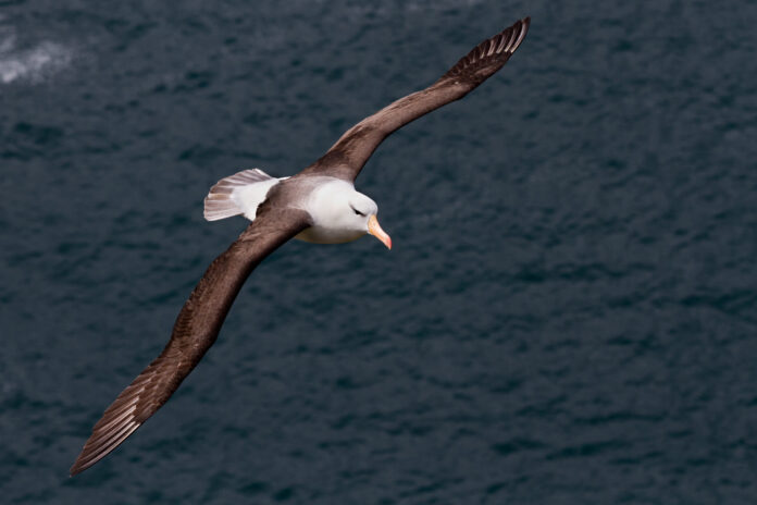 Albatroz enfrenta aquecimento dos oceanos e estudo mostra por que a evolução não basta para evitar extinção Albatroz enfrenta aquecimento dos oceanos e estudo mostra por que a evolução não basta para evitar extinção